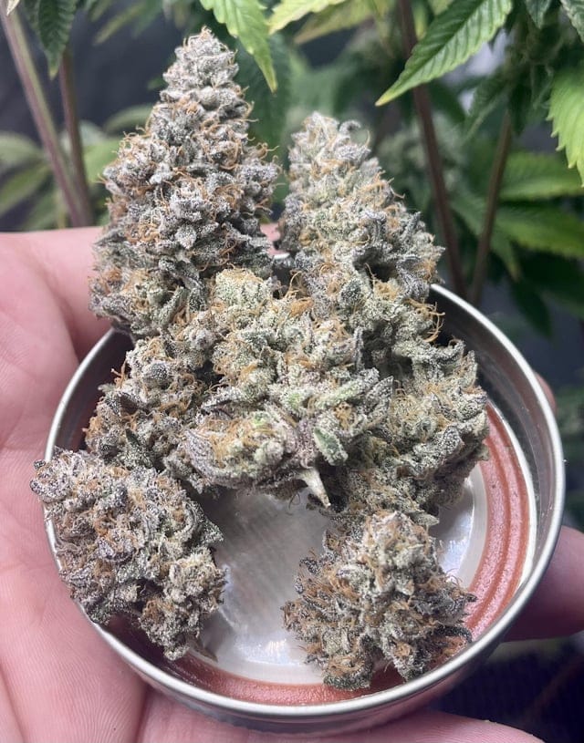 Fleur Canabis