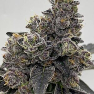 White Cheetoz Strain