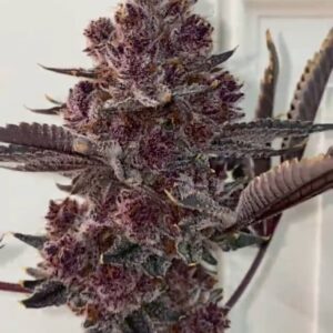 Tropicana Cherry Strain