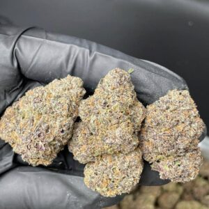 Zaza strain